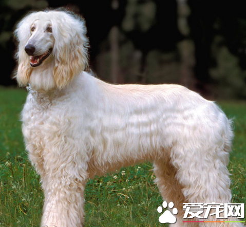 阿富汗猎犬忠诚吗 给人一种高贵的感觉