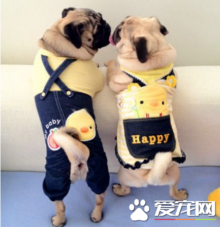 巴哥犬跟沙皮狗有什么区别 八哥体格匀称