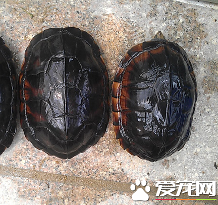 南石金钱龟价格 以及它的生活习性