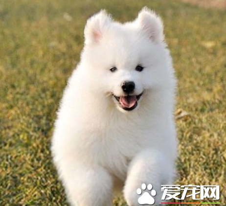 银狐犬开封的价格 银狐犬体形中等偏小