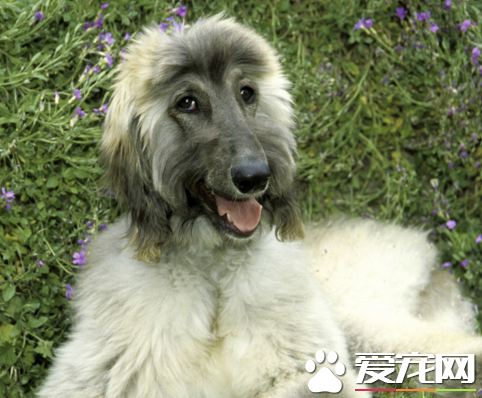 阿富汗猎犬忠诚吗 给人一种高贵的感觉