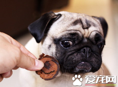 巴哥犬多少一只 花鸟市场去不得