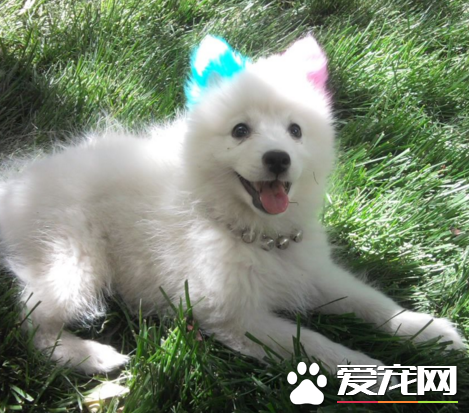 银狐犬和萨摩耶哪个好养 以及两者的区别