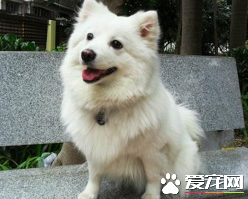 银狐犬和萨摩耶哪个好养 以及两者的区别