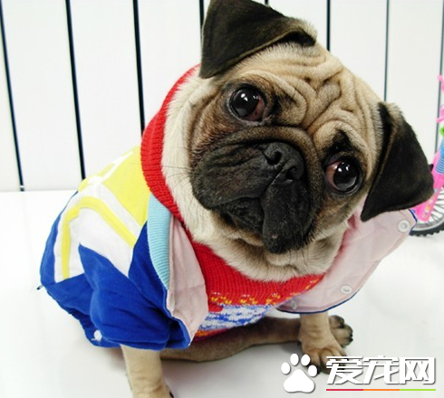 巴哥犬多少一只 花鸟市场去不得