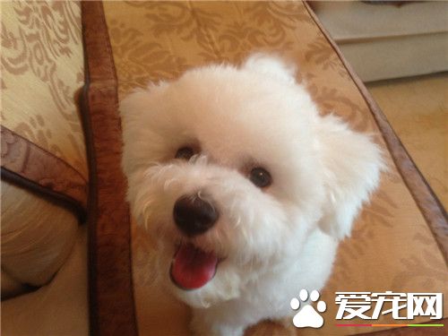 比熊和泰迪犬的区别 比熊犬腿比较短一些