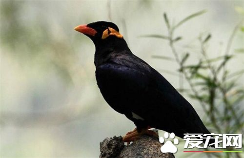 鹩哥感冒了怎么办 鹩哥感冒了如何治疗