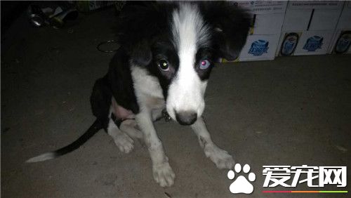 边境牧羊犬各色系价钱 黑白色的一千五到三千