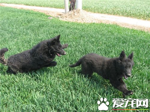 比利时牧羊犬挑选 最好选择一只纯种狗