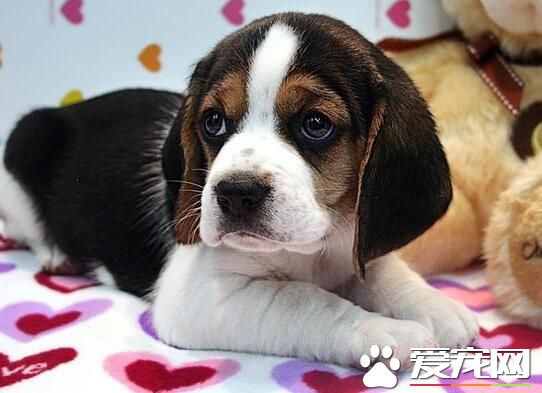 比格犬怎么除体味 洗澡去除比格的体臭