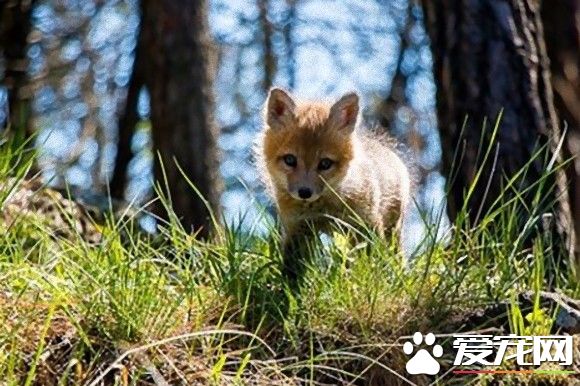 小狐狸差点成为皮毛大衣 幸好有好心人收养