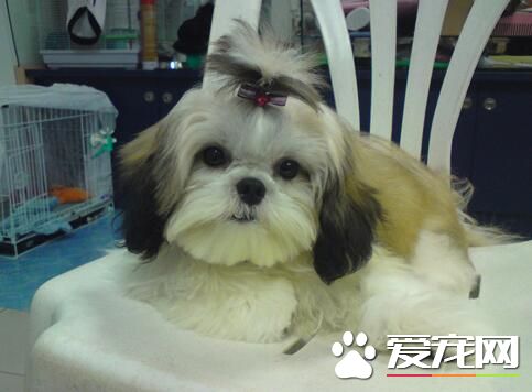 西施犬市场价格 不同地区价格也不相同