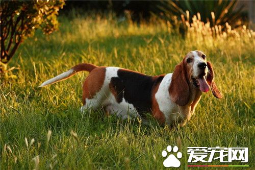 巴吉度猎犬的价格 一般在2000到9500元之间