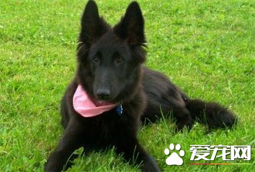 比利时牧羊犬性格 性格非常的独特坚强傲气