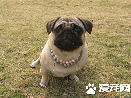 巴哥犬和沙皮狗有什么不同 体型特征就有所不同