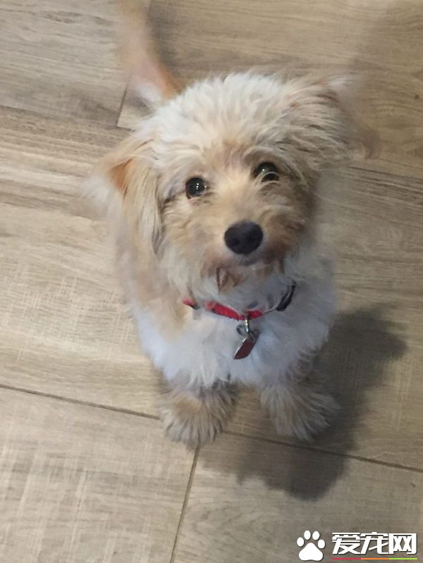 来自垃圾堆里的狗狗 如今成了知名主持人的爱犬