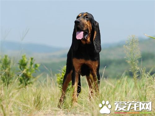 寻血猎犬什么名字好 通过什么角度来取