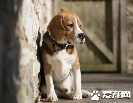 比格犬怎么训练上厕所 训练比格犬定点上厕所