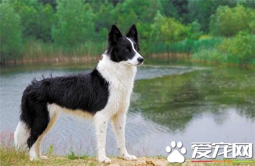 边境牧羊犬多钱一只 地域决定边境牧羊犬价格