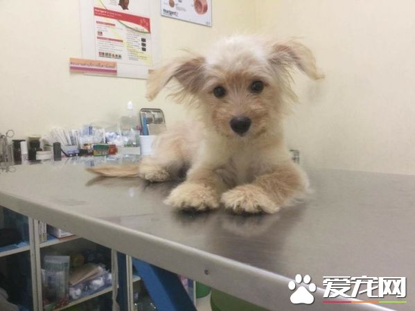 来自垃圾堆里的狗狗 如今成了知名主持人的爱犬
