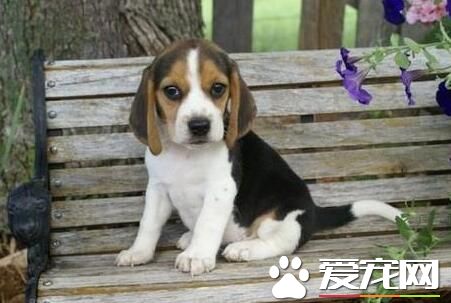 比格犬有什么优点 敏锐嗅觉服从性高