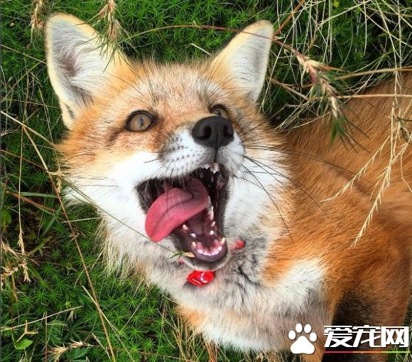 小狐狸差点成为皮毛大衣 幸好有好心人收养