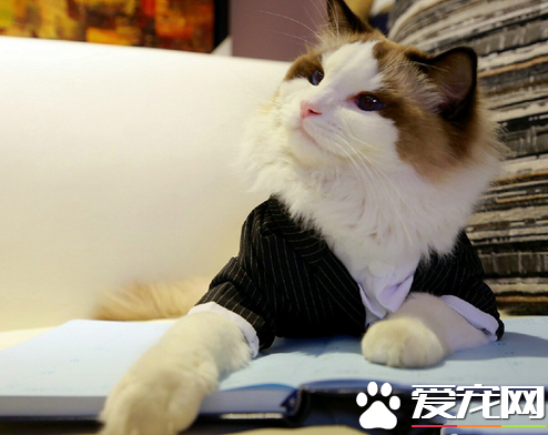 铲屎官，这里坐，朕跟你谈谈心