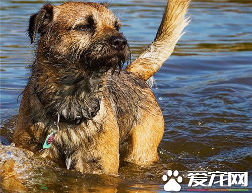 边境梗价格 边境梗价格大约为1000到3000元