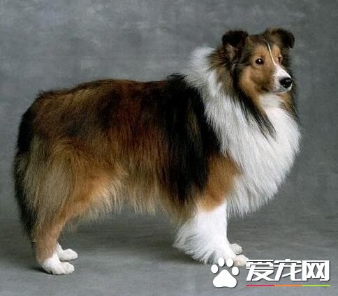 喜乐蒂牧羊犬市场价 市场价大约在2500左右