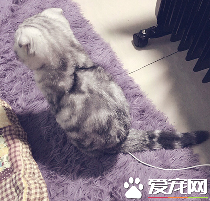 别烦我，没看到朕正在充电吗？