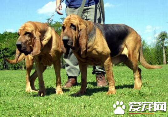 寻血猎犬哪有卖的 要买纯种的只能从美国进口