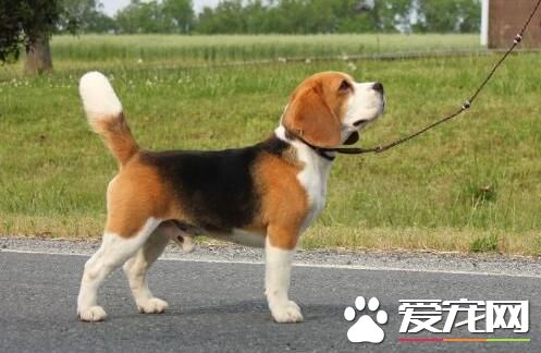 比格犬怎么分辨年龄 年龄从牙齿上的鉴别方法