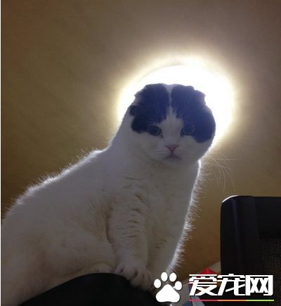 圣光照耀下中分头猫咪