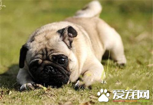 巴哥犬几个月开始长大 7-10个月以后就成犬