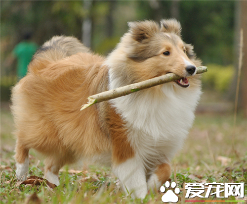 喜乐蒂牧羊犬怎样训练 最佳时期2到3个月开始训练