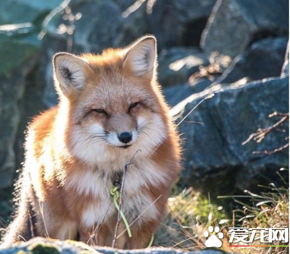 小狐狸差点成为皮毛大衣 幸好有好心人收养