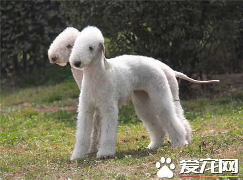 贝灵顿梗犬训练 训练时先将食物放在明显的地方