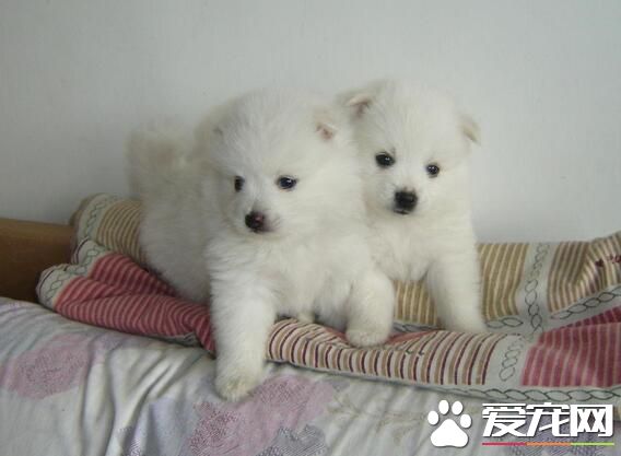 银狐犬贵吗 银狐犬价格在1500元一只