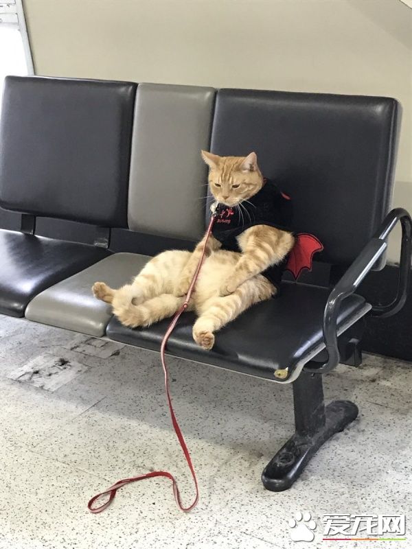 候车站上演忧郁猫咪等车记 车子怎么还不来呢