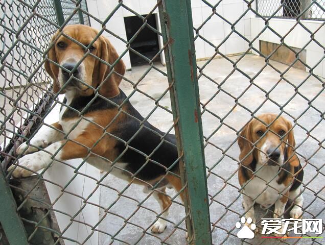 比格犬怎么看品相 头部呈大圆顶的形状