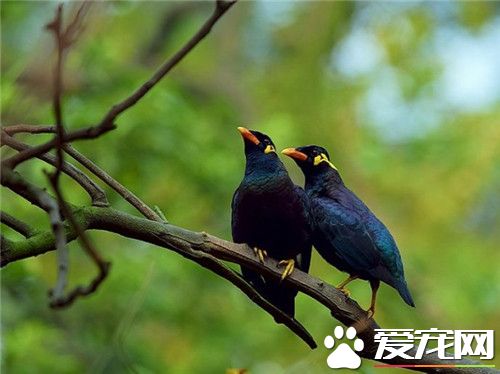 鹩哥是八哥吗 鹩哥和八哥是不同类型的鸟