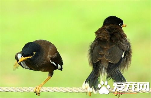 鹩哥雏鸟多少钱 区域不一样价格也不一样