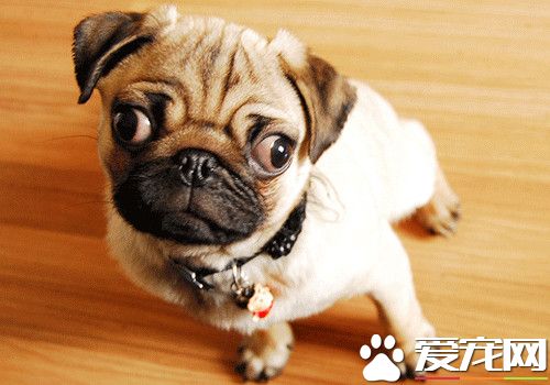 巴哥犬护理美容 巴哥犬的日常护理方法