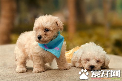 比熊约克夏价格 品相好的得2000多元左右