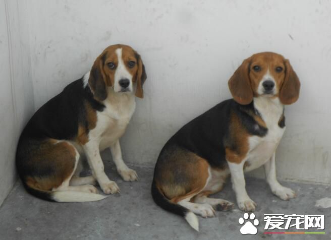 比格犬吃鸡胸肉吗 最适合比格犬吃的食物