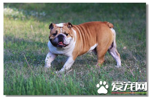 英国斗牛犬性格和顺吗 听说十分能打