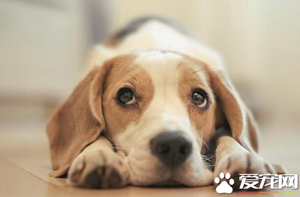 比格犬成年后身体多长 成年身高在30到40厘米