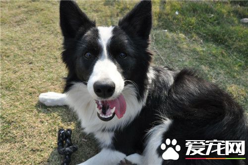 边境牧羊犬狗粮价格 根据年龄阶段选择狗粮