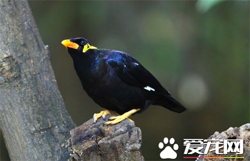 鹩哥拉肚子怎么办 鹩哥拉肚子的治疗方法