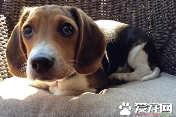 比格犬用多大的笼子 笼子比比格犬的身体大就好